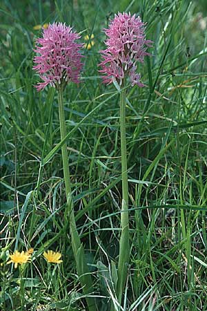 Orchis italica / Wavy-Leaved Monkey Orchid, Italian Man Orchid, I  Sorrent 4.5.1997 