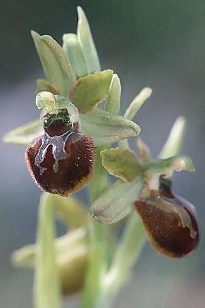 Kleine Ophrys araneola s.l. vom Gargano, I  Promontorio del Gargano, Coppa di Mezzo 26.4.2003 