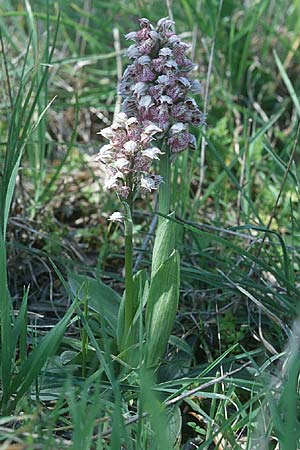 Neotinea lactea \ Milchweißes Knabenkraut / Milky Orchid, I  Toscana, Alberese 28.3.1998 