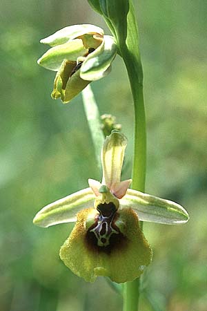 Ophrys lacaitae \ Lacaitas Ragwurz, I  Latium, Maranola 3.6.2002 