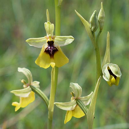 Ophrys lacaitae \ Lacaitas Ragwurz, I  Abruzzen, Forli 1.6.2016 (Photo: Christian Schlomann)