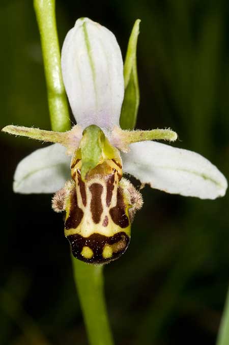 Ophrys apifera var. laetitiae \ Freuden-Bienen-Ragwurz, I  Fermignano 30.5.2010 (Photo: J. M. I. Klaver)
