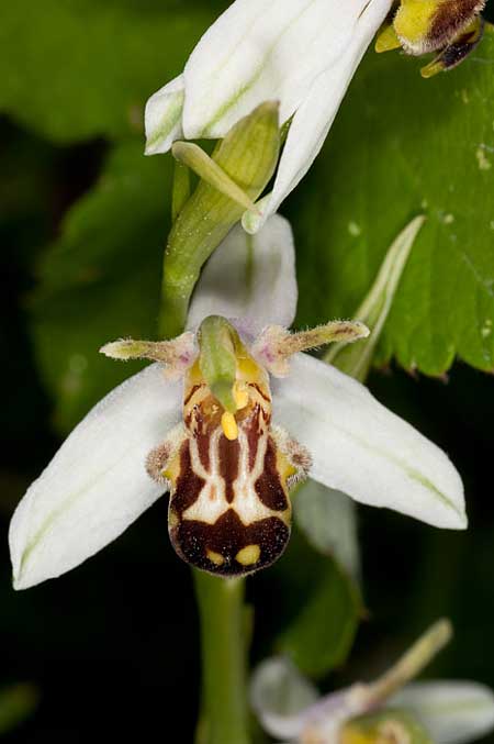 Ophrys apifera var. laetitiae \ Freuden-Bienen-Ragwurz / Joy Bee Orchid, I  Fermignano 30.5.2010 (Photo: J. M. I. Klaver)