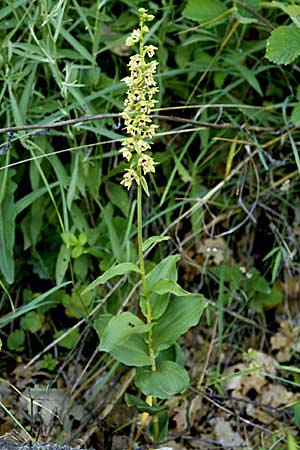 Epipactis latina \ Römische Ständelwurz, I  Monte Pollino 6.6.2002 