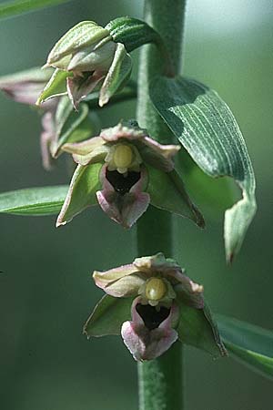 Epipactis latina \ Römische Ständelwurz / Roman Helleborine, I  Monte Pollino 6.6.2002 