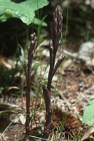 Limodorum brulloi \ Brullos Dingel, I  Kalabrien Aspromonte 5.6.2002 