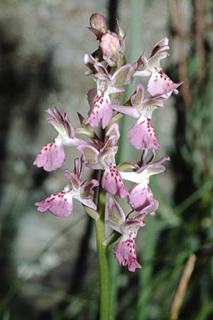 Orchis ligustica \ Ligurisches Knabenkraut / Ligurian Orchid, I  Liguria 12.5.2002 