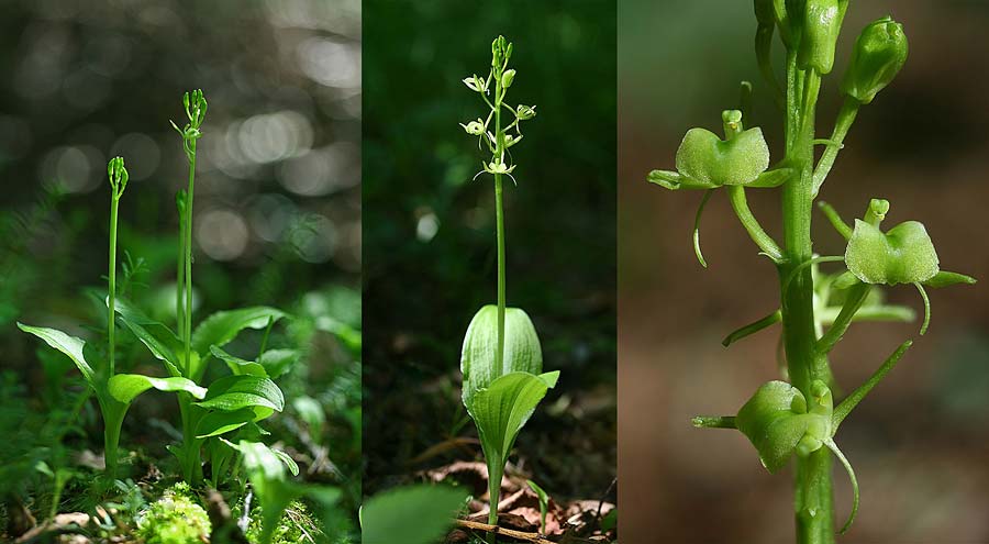 Liparis nemoralis \ Hain-Glanzkraut / Wood Fen Orchid, I  Friaul/Friuli, Vajont 27.6.2020 (Photo: Helmut Presser)