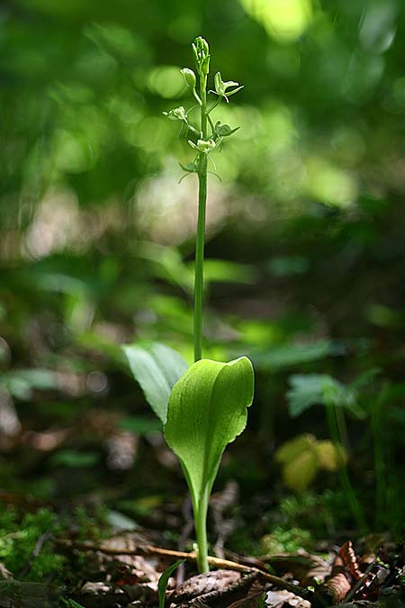 Liparis nemoralis / Wood Fen Orchid, I  Friuli, Vajont 27.6.2020 (Photo: Helmut Presser)