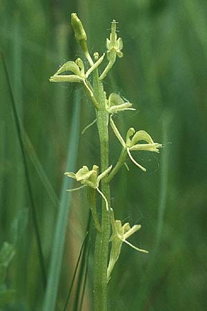 Liparis loeselii \ Torf-Glanzkraut / Narrow-Leaved Fen Orchid, I  Levico Terme 4.6.1988 