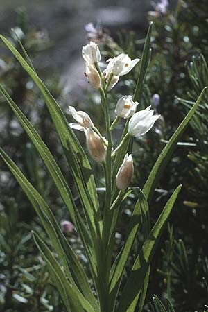 Cephalanthera longifolia \ Schwertblättriges Waldvögelein, I  Promontorio del Gargano, Monte S. Angelo 29.4.1985 