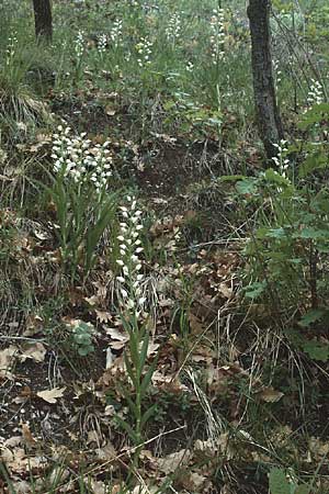 Cephalanthera longifolia \ Schwertblättriges Waldvögelein, I  Gardasee, Gardone 5.5.1985 