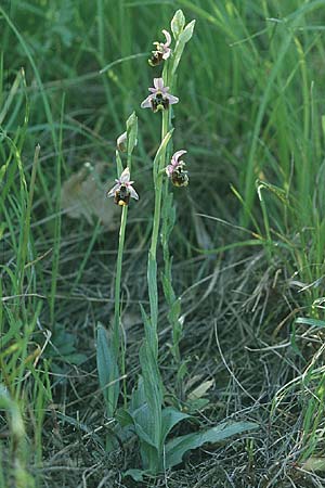 Ophrys holoserica subsp. lorenae, I  Emilia Romagna, Rioveggio 15.5.2004 