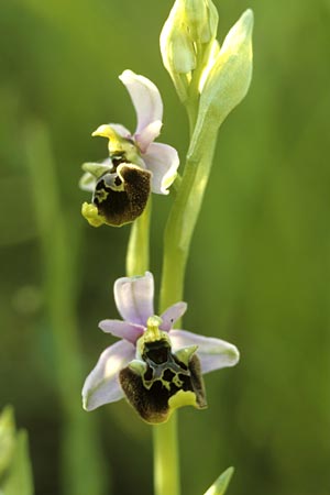 Ophrys holoserica subsp. lorenae \ Lorena-Hummel-Ragwurz, I  Emilia Romagna, Rioveggio 15.5.2004 