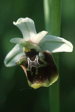 Ophrys holoserica subsp. lorenae \ Lorena-Hummel-Ragwurz, I  Emilia Romagna, Rioveggio 15.5.2004 