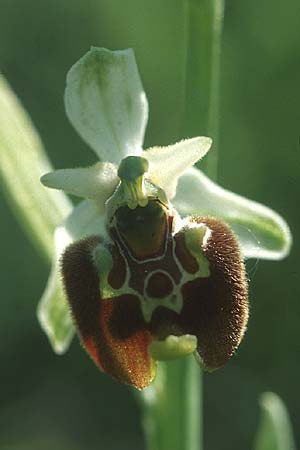 Ophrys holoserica subsp. lorenae \ Lorena-Hummel-Ragwurz, I  Emilia Romagna, Rioveggio 15.5.2004 