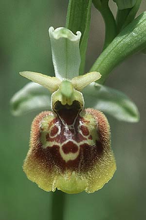 Ophrys holoserica subsp. lorenae \ Lorena-Hummel-Ragwurz, I  Ligur.Appennin, Guardiamonte 16.5.2004 