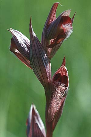 Serapias vomeracea subsp. longipetala \ Langlippen-Zungenständel, I  Cilento 4.6.2002 