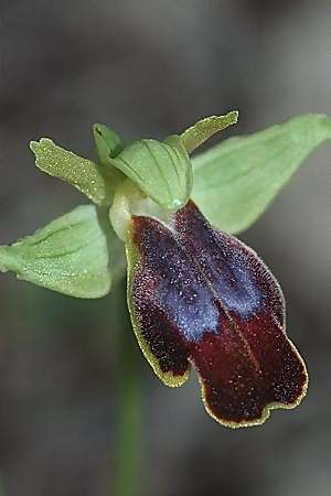 Ophrys lucifera \ Lichttragende Ragwurz / Light-Bearing Orchid, I  Monte Argentario 17.3.2002 