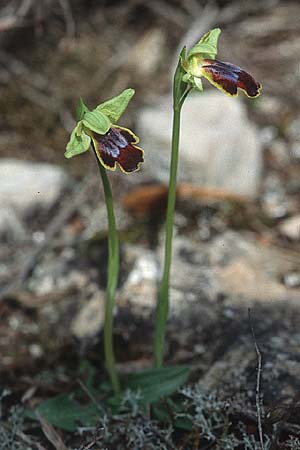 Ophrys lucifera \ Lichttragende Ragwurz, I  Monte Argentario 17.3.2002 