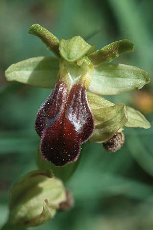 Ophrys lucana \ Lukanische Ragwurz / Lucanian Orchid, I  Prov. Potenza 6.6.2002 