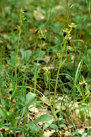 Ophrys lucana \ Lukanische Ragwurz / Lucanian Orchid, I  Prov. Potenza 6.6.2002 