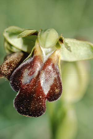 Ophrys lucana \ Lukanische Ragwurz / Lucanian Orchid (?), I  Abruzzen/Abruzzo Isernia 6.6.2002 