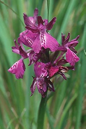 Anacamptis laxiflora x morio, I   Liguria 13.5.2001 