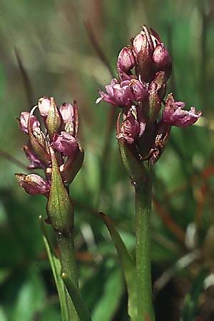 Gymnadenia odoratissima deformation \ Wohlriechende Händelwurz / Short-spurred Fragrant Orchid, I  Seiser Alm /  Alpe di Siusi 4.7.1993 