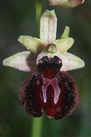 Ophrys incubacea subsp. castri-caesaris, I Liguria 25.5.01