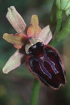 Ophrys incubacea subsp. castri-caesaris \ Westliche Schwarze Ragwurz / Saint-Cezaire Black Spider Orchid, I  Liguria, Toirano 25.5.2001 