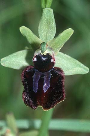 Ophrys incubacea subsp. castri-caesaris \ Westliche Schwarze Ragwurz / Saint-Cezaire Black Spider Orchid, I  Imperia 26.5.2001 