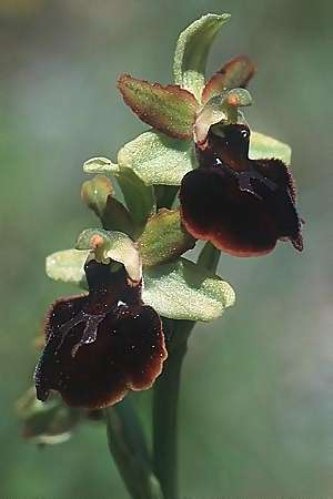 Ophrys majellensis \ Majella-Ragwurz, I  Abruzzen/Abruzzo Maiella 22.6.2000 (Photo: Helmut Presser)