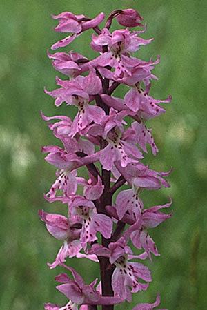 Orchis mascula subsp. speciosa \ Prächtiges Knabenkraut / Splendid Early Purple Orchid, I  Gardasee, Sasso /  Lago del Benaco, Sasso 7.5.1986 