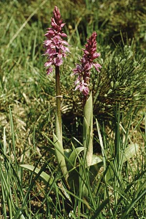 Orchis mascula subsp. speciosa \ Prächtiges Knabenkraut / Splendid Early Purple Orchid, I  Tremalzo 3.6.1988 