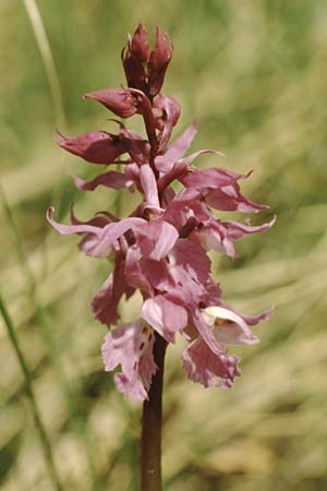 Orchis mascula subsp. speciosa \ Prächtiges Knabenkraut / Splendid Early Purple Orchid, I  Tremalzo 3.6.1988 