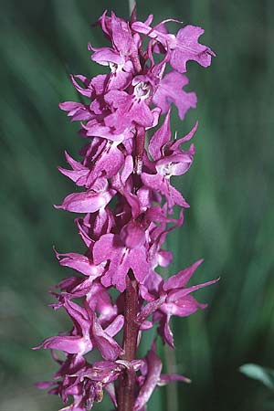 Orchis mascula \ Manns-Knabenkraut, Stattliches Knabenkraut / Early Purple Orchid, I  Assisi, Monte Subasio 17.5.2005 