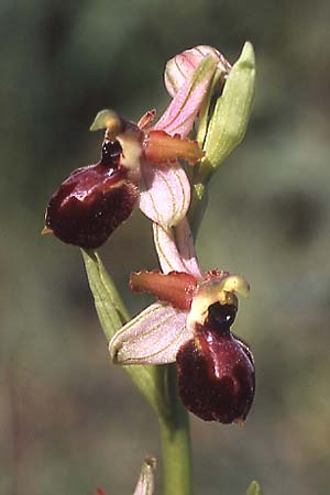 Ophrys exaltata subsp. archipelagi \ Adriatische Ragwurz / Adriatic Ophrys (mateolana), I  Cassano delle Murge 5.4.2005 (Photo: Helmut Presser)