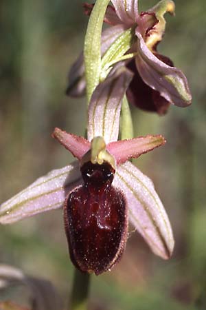 Ophrys exaltata subsp. archipelagi \ Adriatische Ragwurz / Adriatic Ophrys (mateolana), I  Cassano delle Murge 5.4.2005 (Photo: Helmut Presser)