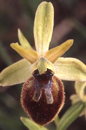 Ophrys exaltata subsp. archipelagi \ Adriatische Ragwurz / Adriatic Ophrys (mateolana), I  Cassano delle Murge 5.4.2005 (Photo: Helmut Presser)