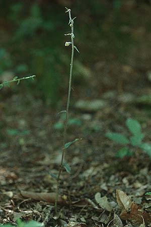 Epipactis microphylla \ Kleinblättrige Ständelwurz / Small-Leaved Helleborine, I  Insel/island Elba, Marciana Alta 20.6.1996 
