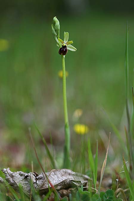 Ophrys minipassionis \ Kleinblütige Oster-Ragwurz / Small-Flowered Easter Orchid, I  Latium/Lazio, Gradoli 14.4.2019 (Photo: Helmut Presser)