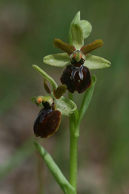 Ophrys minipassionis \ Kleinblütige Oster-Ragwurz / Small-Flowered Easter Orchid, I  Latium/Lazio, Gradoli 14.4.2019 (Photo: Helmut Presser)