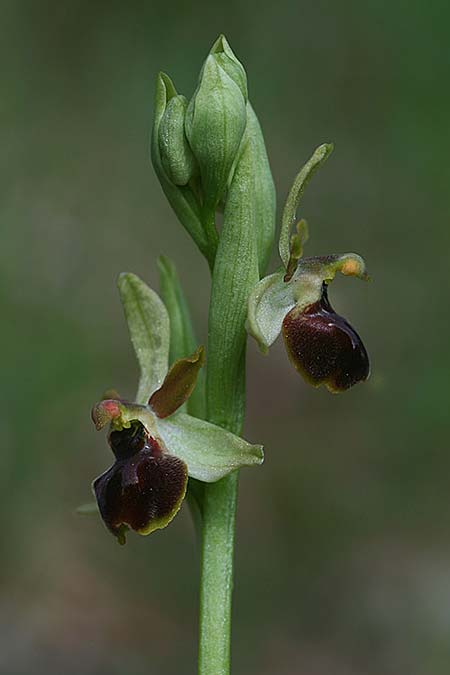 Ophrys minipassionis \ Kleinblütige Oster-Ragwurz, I  Latium, Gradoli 14.4.2019 (Photo: Helmut Presser)