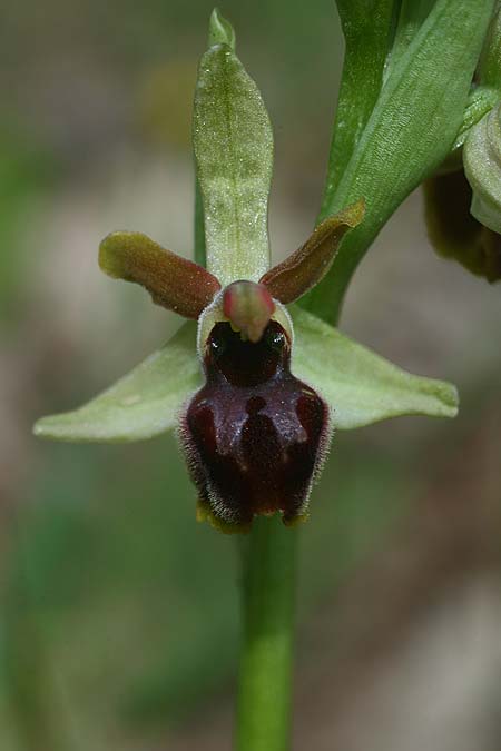 Ophrys minipassionis \ Kleinblütige Oster-Ragwurz / Small-Flowered Easter Orchid, I  Latium/Lazio, Gradoli 14.4.2019 (Photo: Helmut Presser)