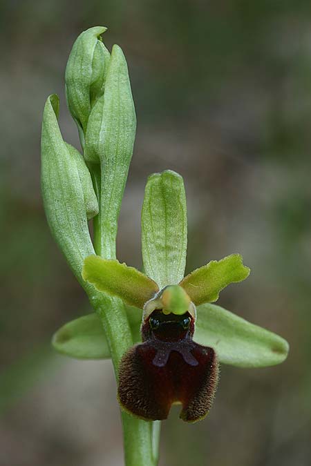 Ophrys minipassionis \ Kleinblütige Oster-Ragwurz, I  Latium, Gradoli 14.4.2019 (Photo: Helmut Presser)