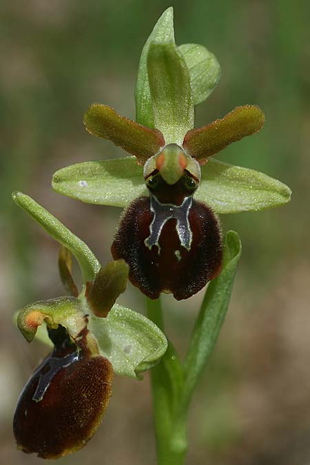 Ophrys minipassionis \ Kleinblütige Oster-Ragwurz, I  Latium, Gradoli 14.4.2019 (Photo: Helmut Presser)