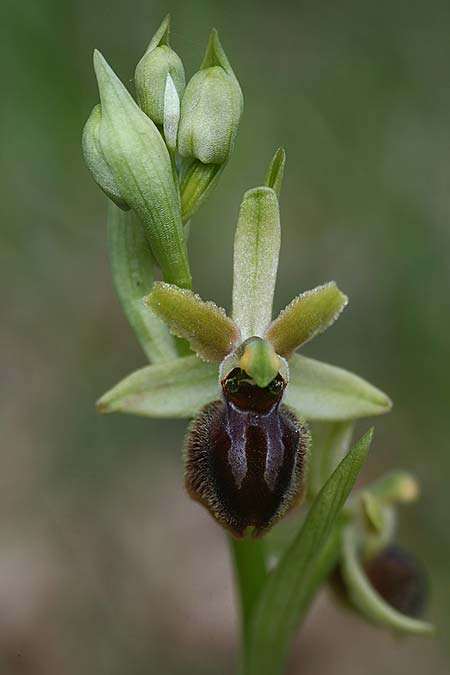 Ophrys minipassionis \ Kleinblütige Oster-Ragwurz, I  Latium, Gradoli 14.4.2019 (Photo: Helmut Presser)