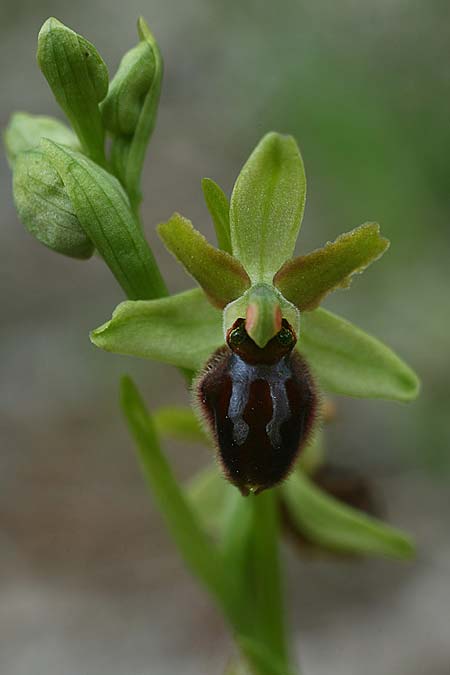 Ophrys minipassionis \ Kleinblütige Oster-Ragwurz / Small-Flowered Easter Orchid, I  Latium/Lazio, Gradoli 14.4.2019 (Photo: Helmut Presser)