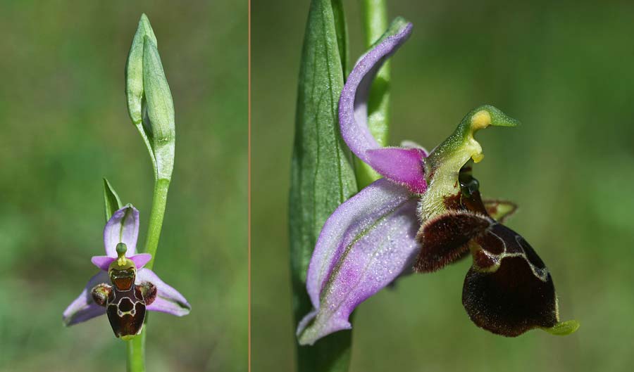 Ophrys oestrifera subsp. montis-gargani \ Gargano-Ragwurz / Gargano Orchid, I  Promontorio del Gargano, Vieste 16.4.2019 (Photo: Helmut Presser)